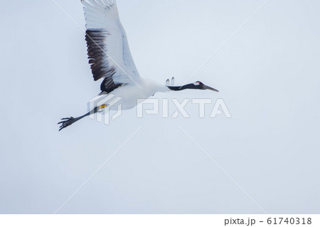 丹頂鶴 丹頂鶴 61740318