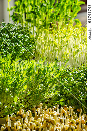 Mix of sprouting microgreens in the sunlight. Shoots of snow peas, garden cress, green lentils, millet, arugula and mung beans. Front view of green seedlings, young plants and cotyledons. Food photo. Mix of sprouting microgreens in the sunlight. Shoots of snow peas, garden cress, green lentils, millet, arugula and mung beans. Front view of green seedlings, young plants and cotyledons. Food photo. 61741743