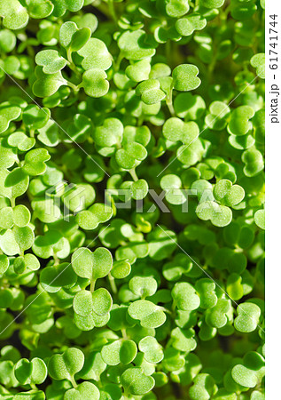 Arugula sprouts in sunlight from above. Sprouting rocket, Eruca vesicaria, also called garden rocket. Green seedlings and young plants of Lens esculenta puyensis. Healthy microgreen. Macro food photo. Arugula sprouts in sunlight from above. Sprouting rocket, Eruca vesicaria, also called garden rocket. Green seedlings and young plants of Lens esculenta puyensis. Healthy microgreen. Macro food photo. 61741744
