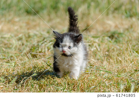 black kitten walking in green grass 61741805