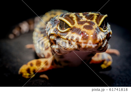 head of a lizard euplatformar closeup on a dark background 61741818