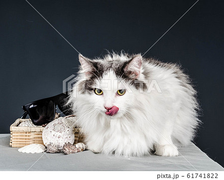 fluffy white and gray cat with yellow eyes licked next to sea shells in a straw box and sunglasses fluffy white and gray cat with yellow eyes licked next to sea shells in a straw box and sunglasses 61741822