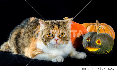 cat of Persian breed sits next to bright colorful Halloween pumpkins cat of Persian breed sits next to bright colorful Halloween pumpkins 61741823
