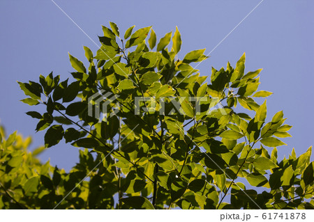 Leaf of Cinnamomum camphora tree 61741878