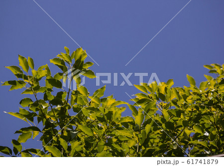 Leaf of Cinnamomum camphora tree Leaf of Cinnamomum camphora tree 61741879