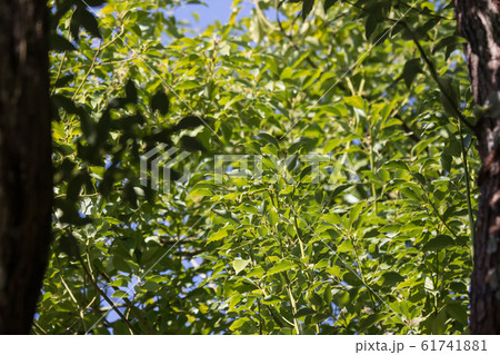 Leaf of Cinnamomum camphora tree Leaf of Cinnamomum camphora tree 61741881
