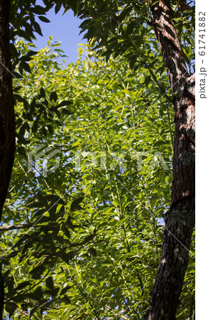 Leaf of Cinnamomum camphora tree Leaf of Cinnamomum camphora tree 61741882