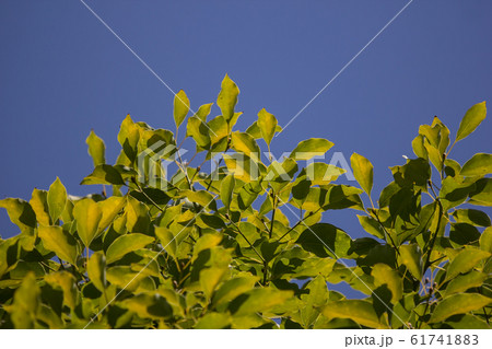 Leaf of Cinnamomum camphora tree 61741883