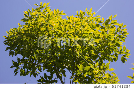 Leaf of Cinnamomum camphora tree Leaf of Cinnamomum camphora tree 61741884