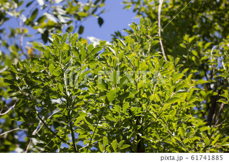 Leaf of Cinnamomum camphora tree 61741885