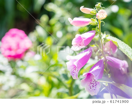 ジギタリスの花の写真素材