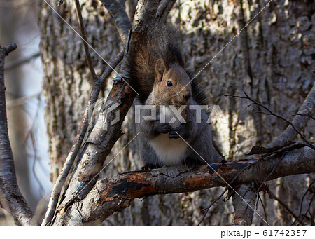 エゾリス エゾリス 61742357