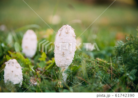 Belarus, Europe. Coprinus Comatus, The Shaggy Ink Cap, Lawyer's Wig, Or Shaggy Mane, Is A Common Fungus Often Seen Growing On Lawns, Along Gravel Roads And Waste Areas 61742390