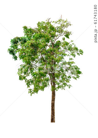 tree and leaf beautiful on white background 61743180
