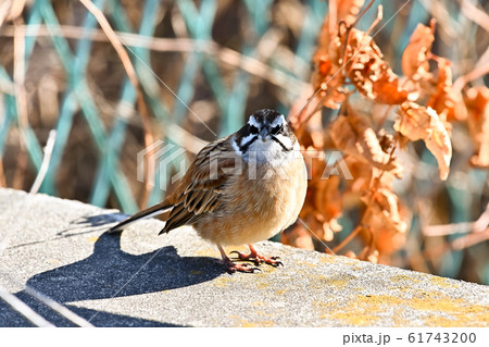 ホオジロ 61743200