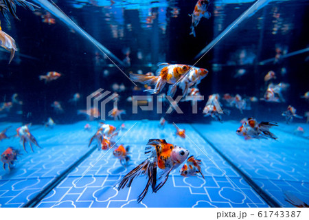 金魚 61743387