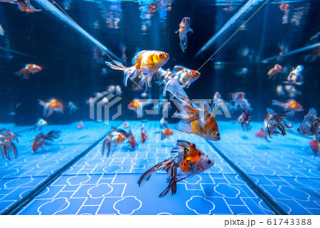 金魚 61743388