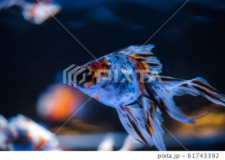 金魚 61743392