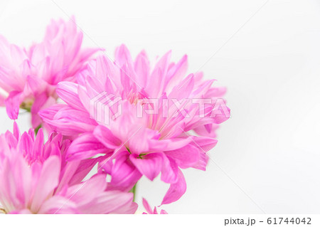 ピンクの菊 ピンクの菊 61744042