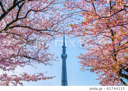 Beautiful cherry blossoms and Tokyo sky tree in spring at Tokyo, Japan. Beautiful cherry blossoms and Tokyo sky tree in spring at Tokyo, Japan. 61744115