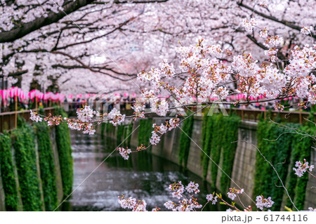 Cherry blossom rows along the Meguro river in 61744116