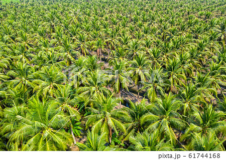 Aerial view of Coconut palm trees plantation. Aerial view of Coconut palm trees plantation. 61744168