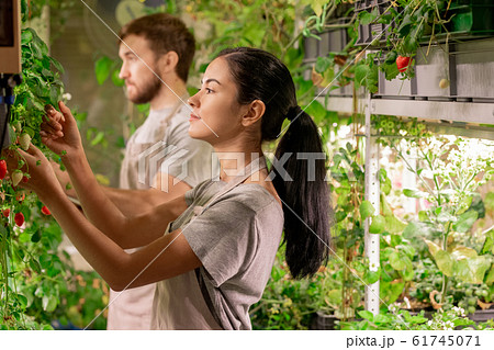 Pretty young brunette farmer in workwear looking at green strawberry leaves Pretty young brunette farmer in workwear looking at green strawberry leaves 61745071