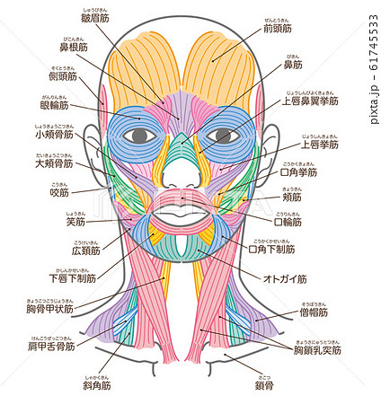 顔と首回りの筋肉 口角挙筋の追加 名称入りのイラスト素材