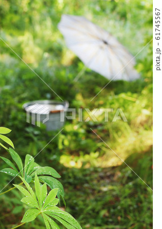 After summer rain shower 61745567