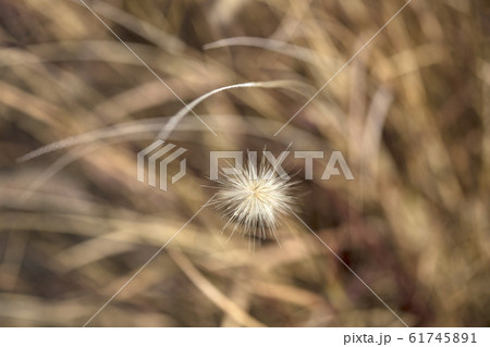 猫じゃらし草のクローズアップ/close up shot of fluffy plant 猫じゃらし草のクローズアップ/close up shot of fluffy plant 61745891
