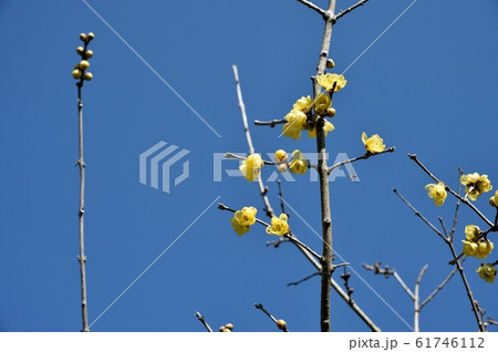 ロウバイ 61746112