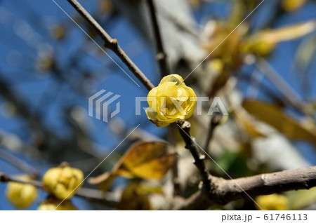 ロウバイ 61746113