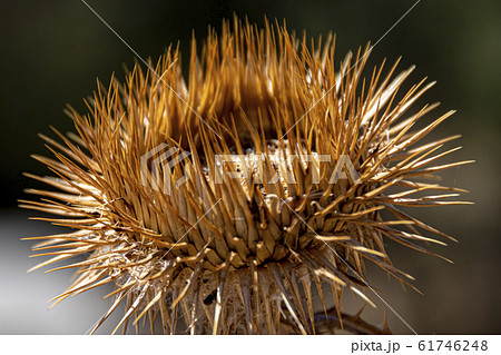 Thistle flower dried by sun rays. Europe Spain Thistle flower dried by sun rays. Europe Spain 61746248