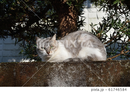 ねこ サバトラ白 61746584