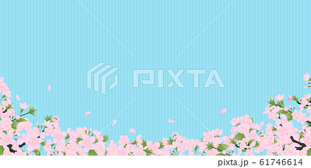 ソメイヨシノ 61746614