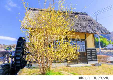 水車小屋と蝋梅 61747261