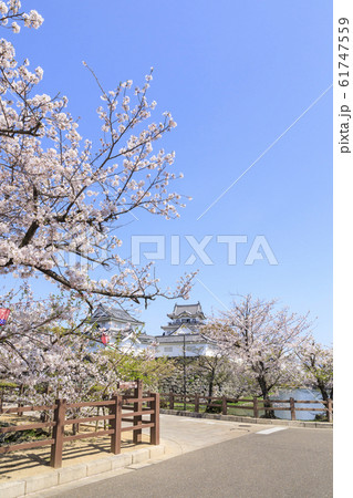 大阪・岸和田城・春・桜 61747559