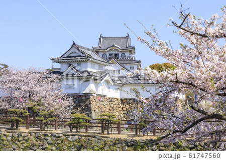 大阪・岸和田城・春・桜 61747560
