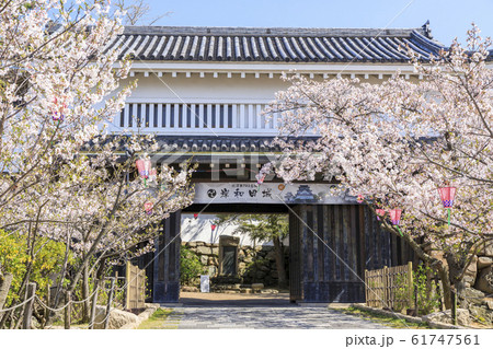 大阪・岸和田城・春・桜・大手門（大手櫓門） 61747561