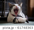 Yawning Tabby Cat 61748363