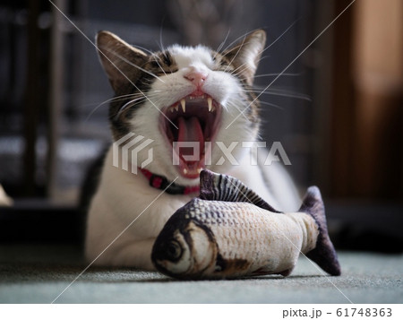 Yawning Tabby Cat 61748363