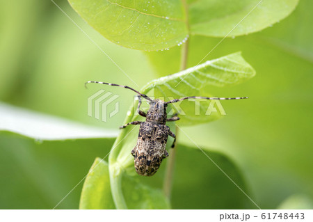 ナガゴマフカミキリ 61748443