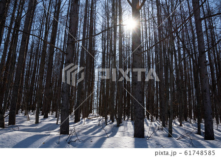 春の林と太陽の光 61748585