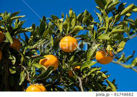 みかん　木 61748662