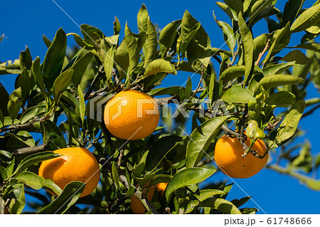 みかん 木 みかん 木 61748666