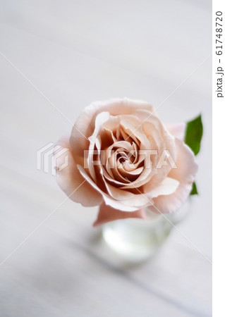 バラ ジュリア バラ ジュリア 61748720