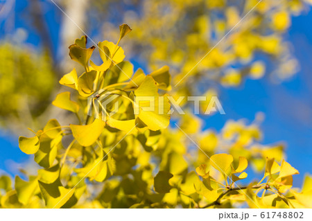 イチョウ　紅葉 61748802