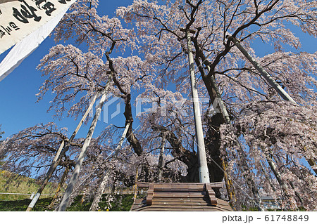 福島県/ 三春滝桜(三春瀧桜・三春の滝桜) 福島県/ 三春滝桜(三春瀧桜・三春の滝桜) 61748849