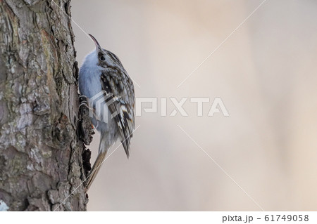 キバシリ 61749058