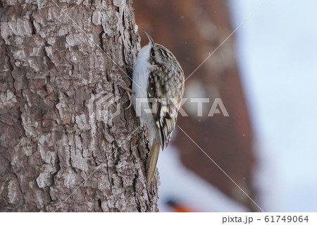 キバシリ 61749064